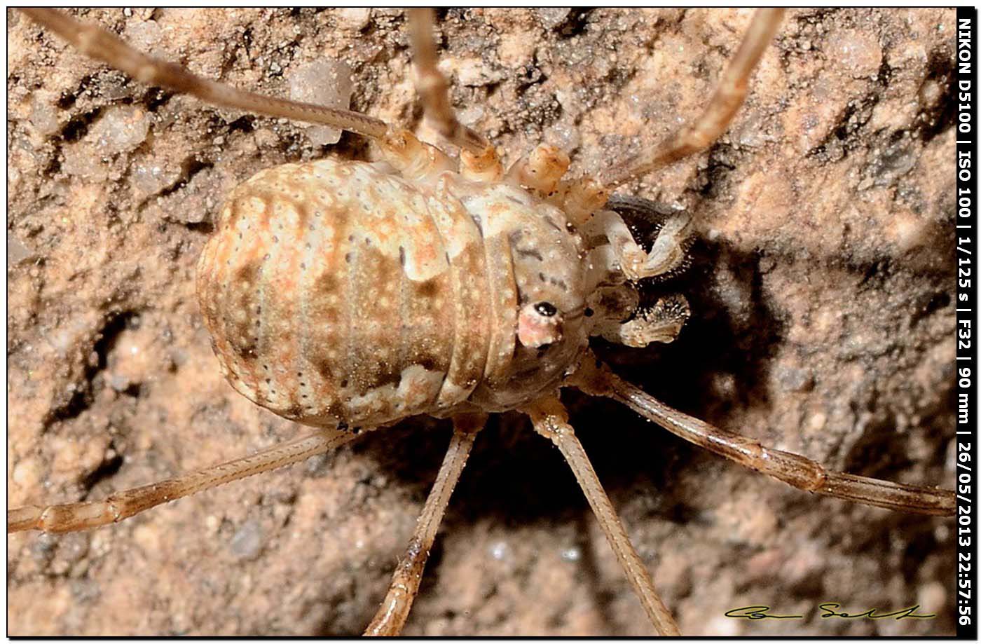 Dasylobus sp.? da Usini 207